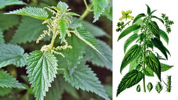 Користь кропиви та рецепти застосування: зелене золото природи для здоров’я і краси