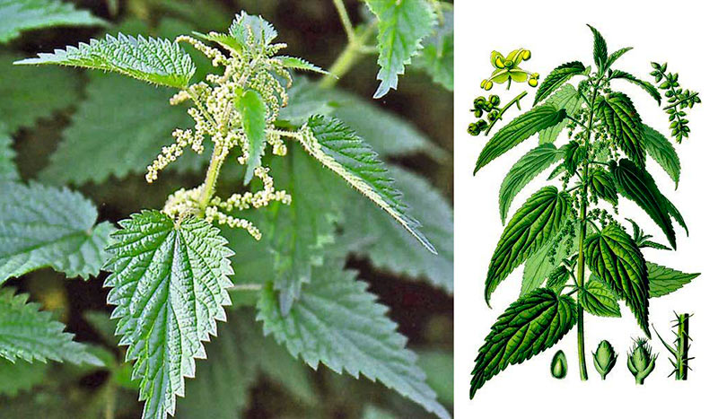 Користь кропиви та рецепти застосування: зелене золото природи для здоров’я і краси