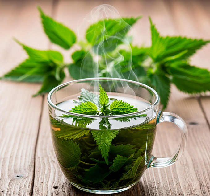 Користь кропиви та рецепти застосування: зелене золото природи для здоров’я і краси