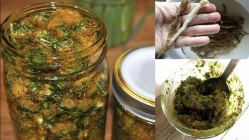 Кульбаба - це еліксир життя. Вона вся їстівна, але багато хто не знає, що справжній скарб - це її коріння