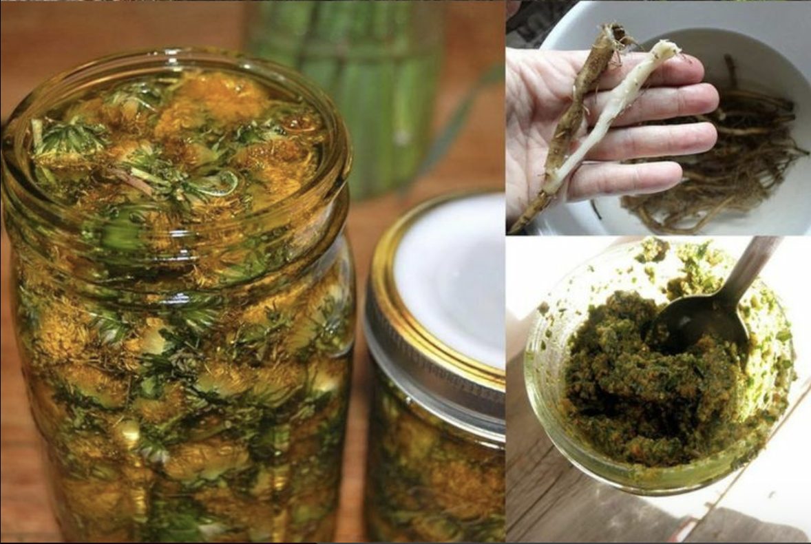 Кульбаба - це еліксир життя. Вона вся їстівна, але багато хто не знає, що справжній скарб - це її коріння