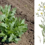 Латук дикий (Lactuca serriola) — природне заспокійливе з українських полів: властивості, користь і рецепти застосування