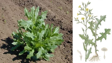 Латук дикий (Lactuca serriola) — природне заспокійливе з українських полів: властивості, користь і рецепти застосування