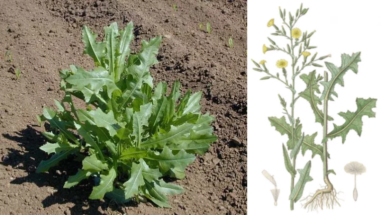 Латук дикий (Lactuca serriola) — природне заспокійливе з українських полів: властивості, користь і рецепти застосування