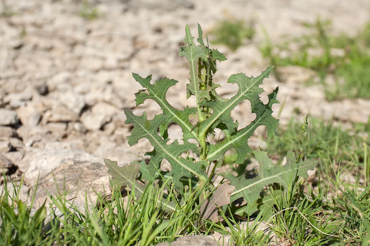 Латук дикий (Lactuca serriola) — природне заспокійливе з українських полів: властивості, користь і рецепти застосування