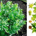 Любисток: лікувальні властивості, як вирощувати та застосовувати в кулінарії