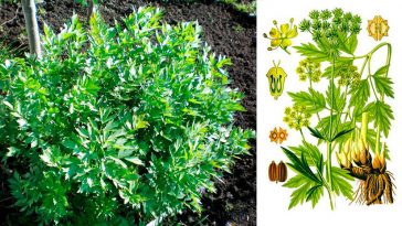 Любисток: лікувальні властивості, як вирощувати та застосовувати в кулінарії