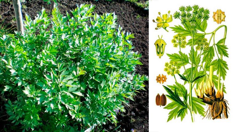 Любисток: лікувальні властивості, як вирощувати та застосовувати в кулінарії