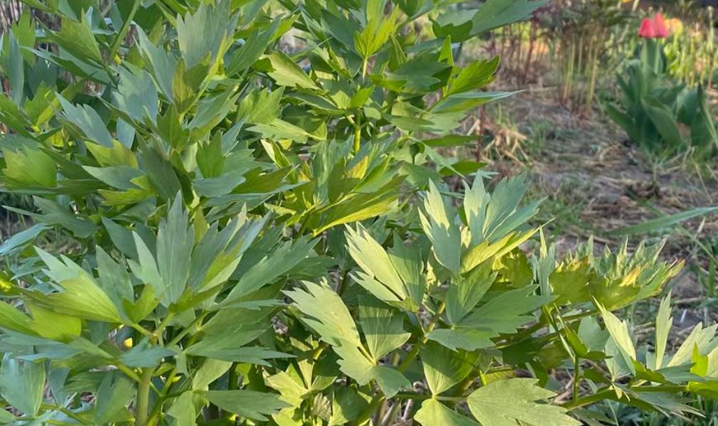 Любисток: лікувальні властивості, як вирощувати та застосовувати в кулінарії