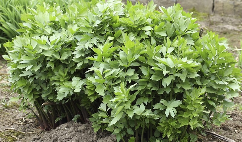 Любисток: лікувальні властивості, як вирощувати та застосовувати в кулінарії