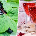 Наливка «100 листків»: Смак літа у кожній краплі! Унікальний рецепт із чорної смородини, вишні та малини