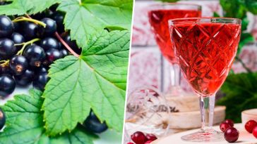 Наливка «100 листків»: Смак літа у кожній краплі! Унікальний рецепт із чорної смородини, вишні та малини