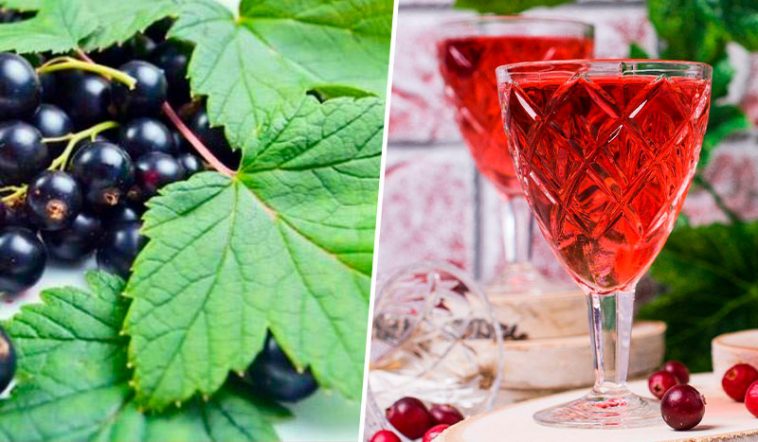 Наливка «100 листків»: Смак літа у кожній краплі! Унікальний рецепт із чорної смородини, вишні та малини