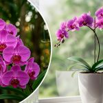 Натуральне добриво для всіх квітів: чарівна сила часнику, особливо для орхідей