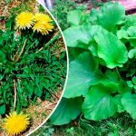 Перші їстівні дикорослі рослини весною: рецепти, користь і як готувати