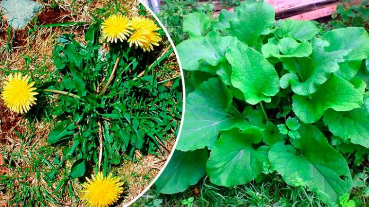 Перші їстівні дикорослі рослини весною: рецепти, користь і як готувати