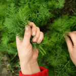 Щедрий врожай кропу: секрети пишної та запашної зелені