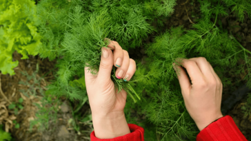 Щедрий врожай кропу: секрети пишної та запашної зелені