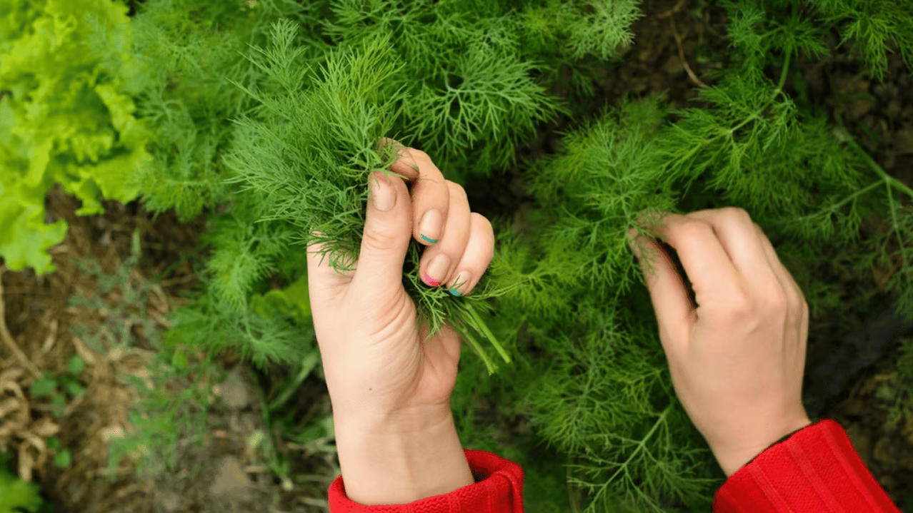 Щедрий врожай кропу: секрети пишної та запашної зелені