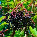 Чорна бузина — справжній дар природи: напій для зміцнення здоров’я і довголіття