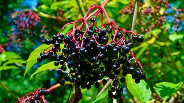 Чорна бузина — справжній дар природи: напій для зміцнення здоров’я і довголіття