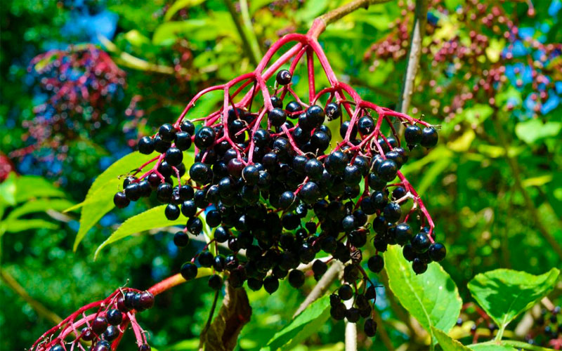 Чорна бузина — справжній дар природи: напій для зміцнення здоров’я і довголіття