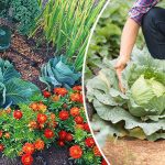 Чорнобривці