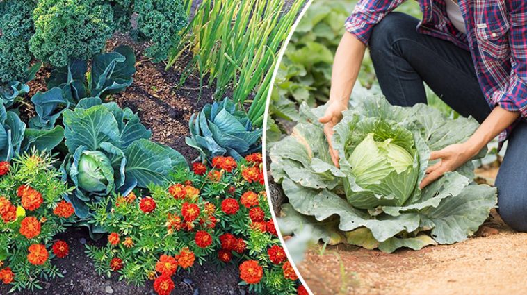 Чорнобривці