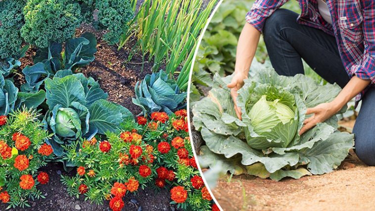 Чорнобривці