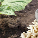 Що покласти в лунку при посадці огірків, щоб отримати багатий урожай