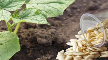 Що покласти в лунку при посадці огірків, щоб отримати багатий урожай