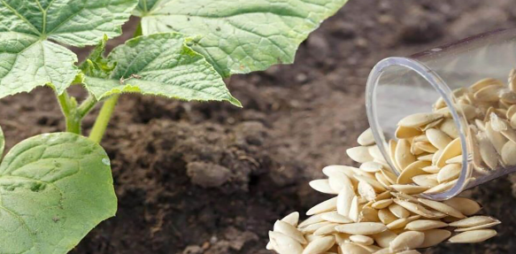 Що покласти в лунку при посадці огірків, щоб отримати багатий урожай