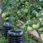 Сестра все життя садила помідори «по-старому». А потім випадково змінила один момент — і тепер збирає врожай відрами!