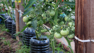 Сестра все життя садила помідори «по-старому». А потім випадково змінила один момент — і тепер збирає врожай відрами!