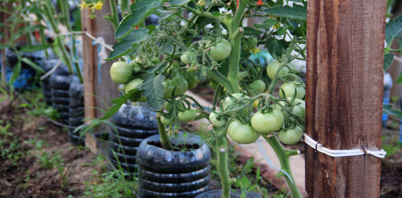 Сестра все життя садила помідори «по-старому». А потім випадково змінила один момент — і тепер збирає врожай відрами!