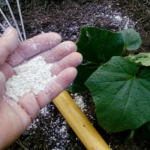 Посипаю грядки вівсянкою — і навіть найслабші рослини стають кремезними за два тижні