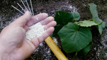 Посипаю грядки вівсянкою — і навіть найслабші рослини стають кремезними за два тижні
