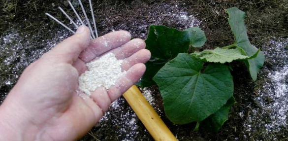 Посипаю грядки вівсянкою — і навіть найслабші рослини стають кремезними за два тижні