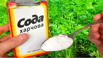 Незамінна на городі: як використовувати харчову соду з користю