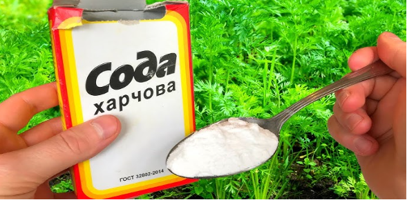 Незамінна на городі: як використовувати харчову соду з користю