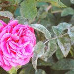 Борошниста роса на трояндах: як урятувати кущі від підступного гриба