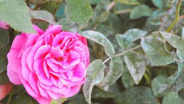 Борошниста роса на трояндах: як урятувати кущі від підступного гриба