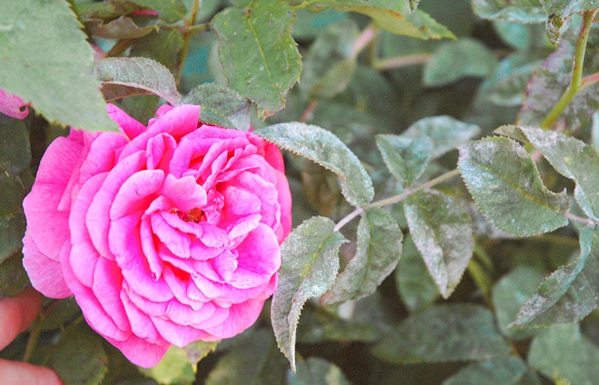 Борошниста роса на трояндах: як урятувати кущі від підступного гриба