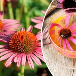 Ехінацея — природна підтримка імунітету