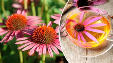 Ехінацея — природна підтримка імунітету