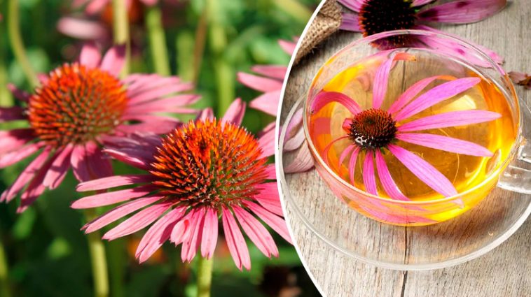 Ехінацея — природна підтримка імунітету