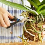 Пересадка орхідеї: основні правила для гарного росту та цвітіння