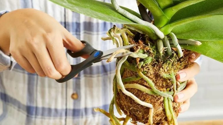 Пересадка орхідеї: основні правила для гарного росту та цвітіння