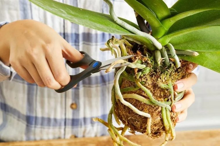 Пересадка орхідеї: основні правила для гарного росту та цвітіння