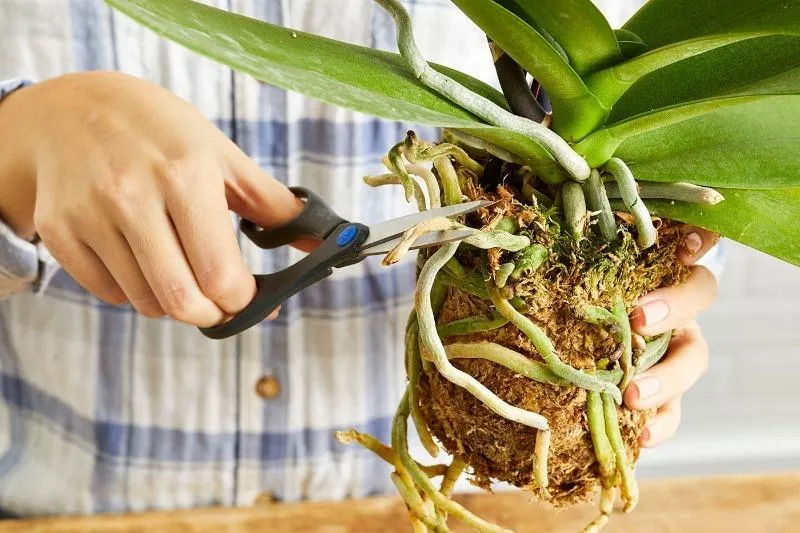 Пересадка орхідеї: основні правила для гарного росту та цвітіння